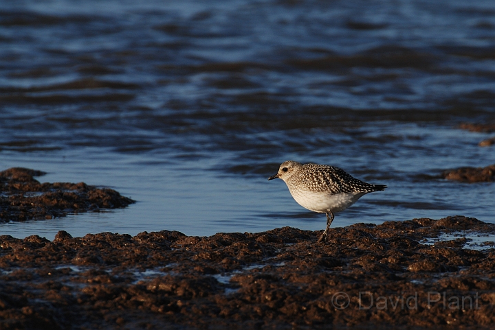 Grey plover - B.jpg - Grey plover on mud flat - Norfolk